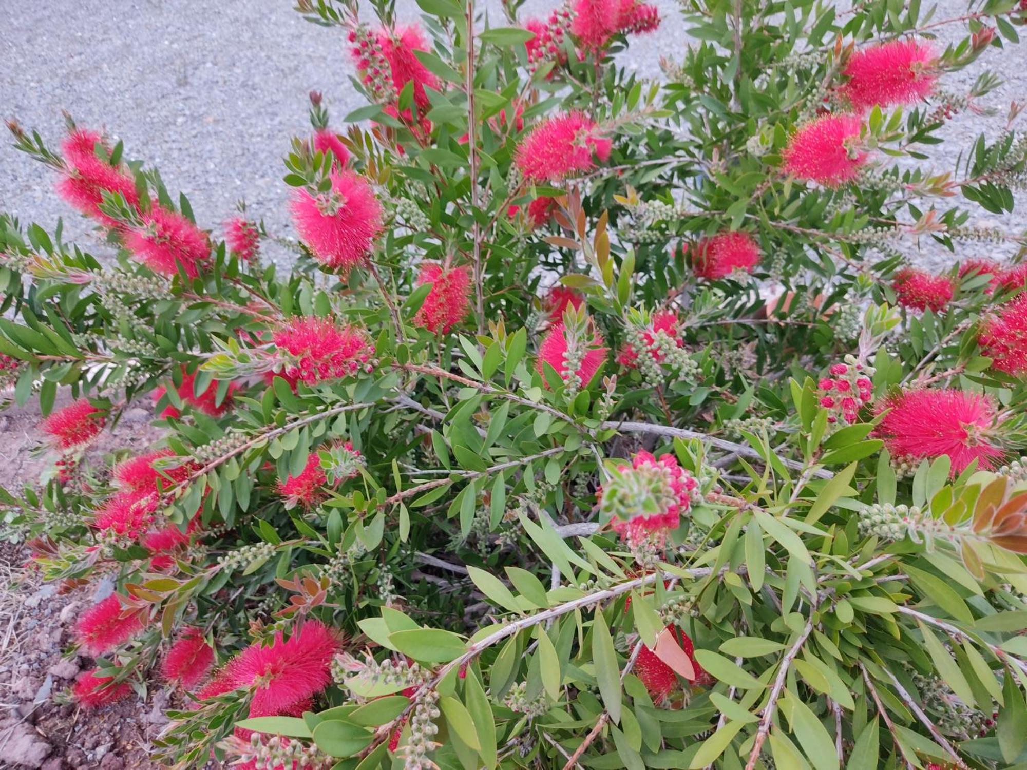 Les Jardins Celestes *